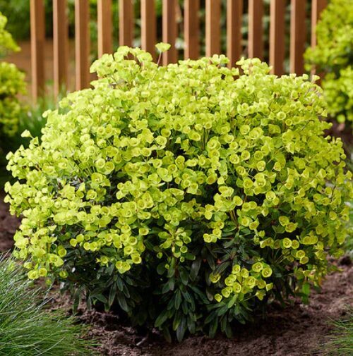 Eiforbija 'Ascot Petite'